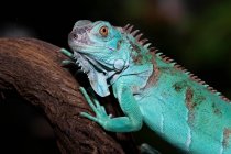 Retrato de una iguana azul, Indonesia - foto de stock