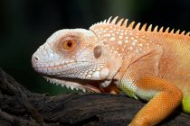 Close-up de uma iguana laranja, Indonésia — Fotografia de Stock