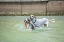 Dos perros jugando en el océano, Florida, EE.UU. - foto de stock