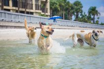 Trois chiens jouent dans l'océan, Floride, États-Unis — Photo de stock