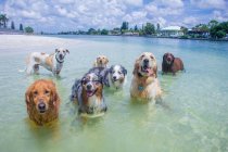 Gruppo di cani in piedi nell'oceano, Florida, USA — Foto stock