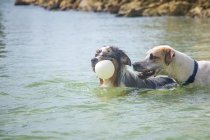Dois cães brincando com uma bola no oceano, Flórida, EUA — Fotografia de Stock