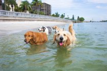 Five dogs walking in ocean, Florida, USA — Stock Photo