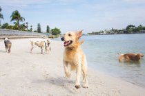 Золотой ретривер, бегущий по пляжу с группой собак на заднем плане, Флорида, США — стоковое фото