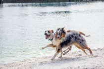 Deux chiens courent le long de la plage, Floride, États-Unis — Photo de stock