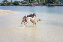 Deux chiens jouent dans l'océan, Floride, États-Unis — Photo de stock