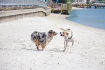 Two dogs running along beach, Florida, USA — Stock Photo