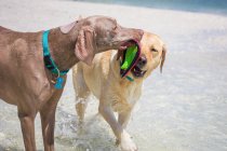 Two dogs playing with a frisbee in the ocean, Florida, USA — Stock Photo