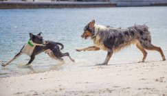 Deux chiens courent le long de la plage, Floride, États-Unis — Photo de stock