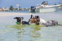 Deux chiens jouent dans l'océan, Floride, États-Unis — Photo de stock