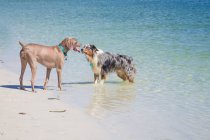Due cani in piedi faccia a faccia nell'oceano, Florida, USA — Foto stock