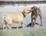 Dos perros jugando con un frisbee en la playa, Florida, EE.UU. - foto de stock
