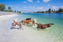Gruppo di cani che giocano sulla spiaggia, Florida, Stati Uniti d'America — Foto stock