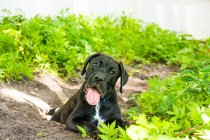 Boxador puppy playing in the dirt, Florida, USA — Stock Photo