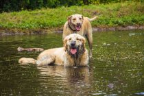 Two dirty dogs standing in a river, Florida, USA — Stock Photo