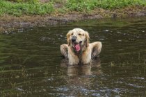 Dirty golden retriever debout dans une rivière, Floride, États-Unis — Photo de stock