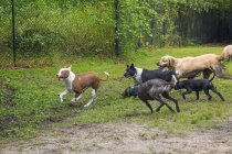 Groupe de chiens jouant dans un parc pour chiens, Floride, USA — Photo de stock