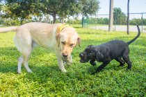 Boxador puppy and labrador retriever playing with a tennis ball in a dog park, Florida, USA — Stock Photo
