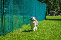 Blue Merle perro pastor australiano corriendo en un parque de perros, Florida, EE.UU. - foto de stock
