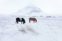 Zwei Pferde weiden in einem schneebedeckten Feld, Island — Stockfoto