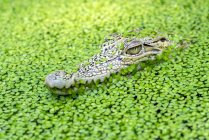 Close-up of a crocodile  head hidden amongst duckweed in a river, Indonesia — Stock Photo