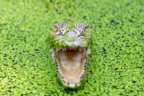 Close-up de um crocodilo com uma boca aberta entre as ervas daninhas em um rio, Indonésia — Fotografia de Stock