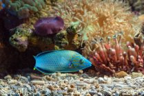 Primo piano di due pesci tropicali in un acquario, Indonesia — Foto stock