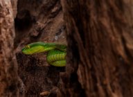 Serpiente Viper Green Pit en un árbol, Indonesia - foto de stock