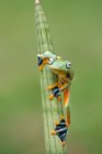 Green flying tree frog on a plant, Indonesia — Stock Photo