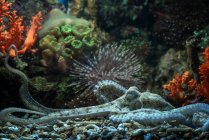 Close-up de um polvo subaquático, Indonésia — Fotografia de Stock