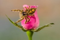 Jumping spider on a pink rose, Indonesia — Stock Photo