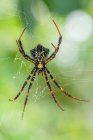 Крупный план паука в паутине в саду, Индонезия — стоковое фото