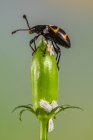 Gros plan d'un scarabée perché sur un bourgeon floral, Indonésie — Photo de stock