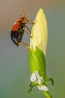 На квітковому бульйоні (Індонезія) згусток жука. — стокове фото