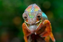 Portrait of a panther chameleon on a branch about to catch an insect, Indonesia — Stock Photo