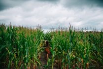 Chica corriendo por un campo de maíz, EE.UU. - foto de stock