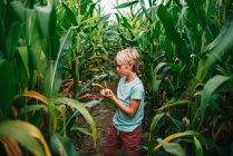 Chico parado en un campo recogiendo maíz, EE.UU. - foto de stock