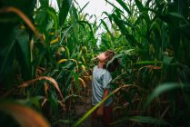 Portrait of a boy standing in a corn field looking up at the sky, USA — Stock Photo