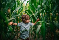 Boy playing in a corn field, USA — Stock Photo