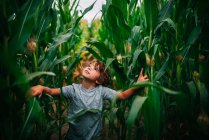 Хлопчик грає на кукурудзяному полі (США). — стокове фото