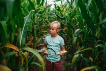 Menino em pé em um campo de colheita de milho, EUA — Fotografia de Stock
