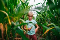 Garçon debout dans un champ cueillant du maïs, États-Unis — Photo de stock