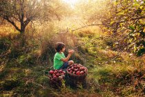 Menino sentado em um pomar comendo uma maçã, EUA — Fotografia de Stock