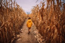 Chico corriendo por un campo de maíz, EE.UU. - foto de stock
