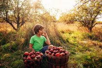 Niño sentado en un huerto comiendo una manzana, EE.UU. - foto de stock