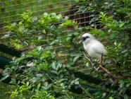 Portrait of a Rothschild's Mynah on a branch, Indonesia — Stock Photo