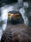 Retrato de un águila, Indonesia - foto de stock