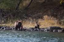 Grizzly ursos captura de peixes, Lago Chilko, Colúmbia Britânica, Canadá — Fotografia de Stock