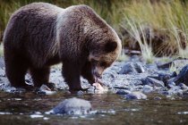 Медведь гризли ест рыбу, озеро Чилко, Британская Колумбия, Канада — стоковое фото