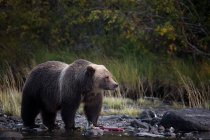Grizzly orso mangiare un pesce, Chilko Lake, Columbia Britannica, Canada — Foto stock